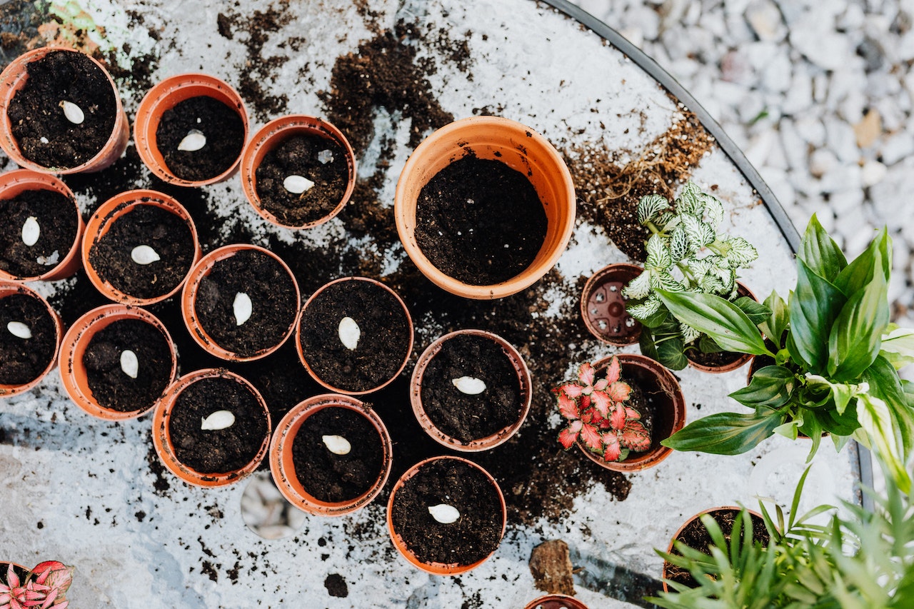 graines et de la pousse des plante