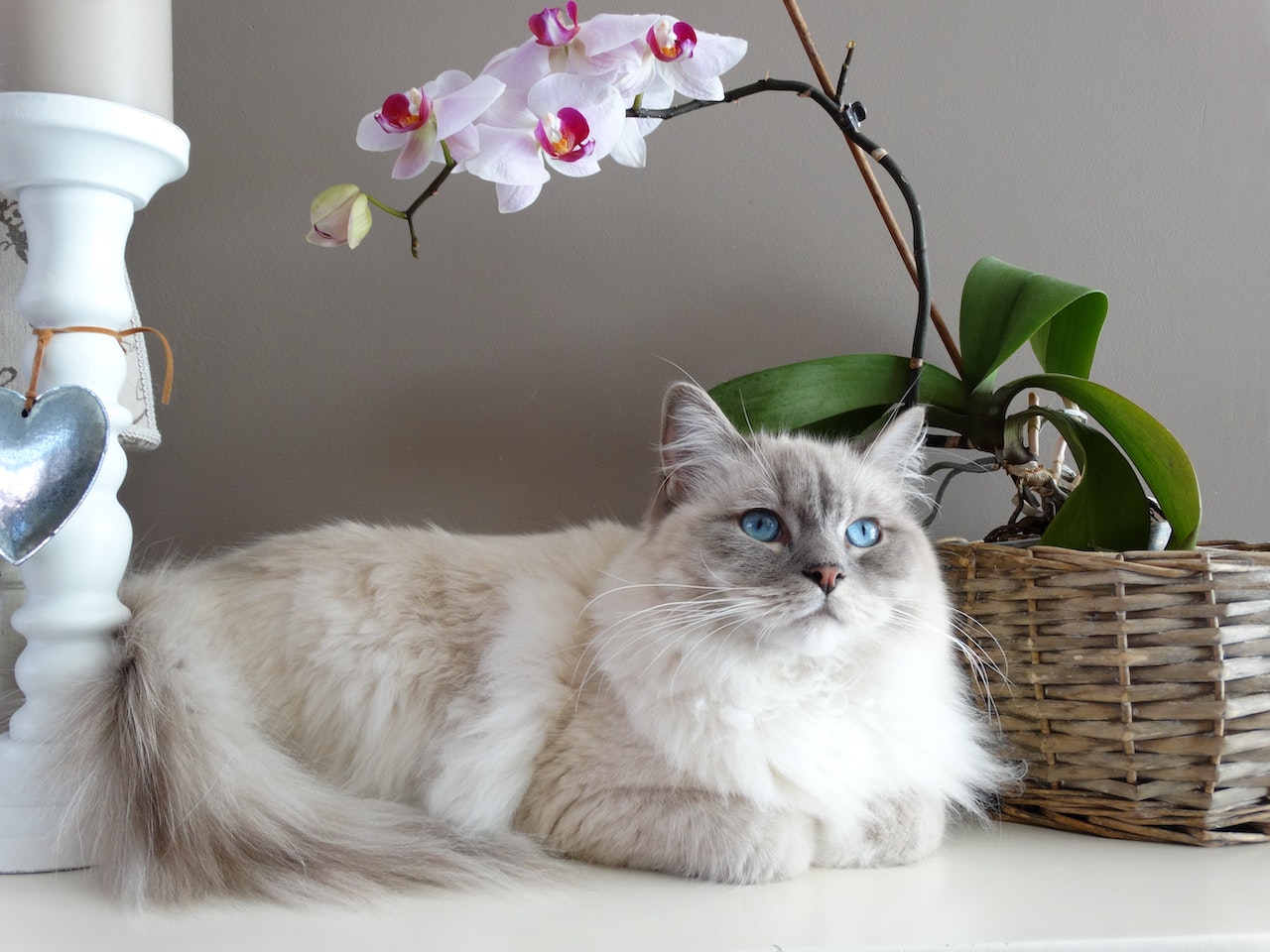Choisir le bon emplacement pour votre orchidée