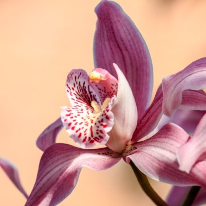 Le guide ultime pour prendre soin de votre orchidée