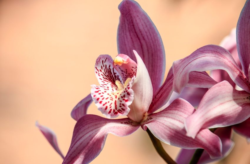 Le guide ultime pour prendre soin de votre orchidée