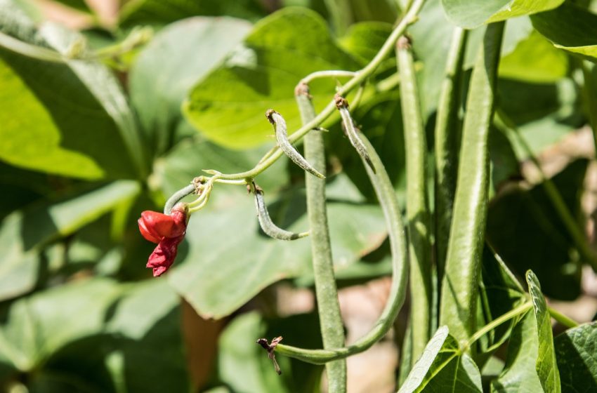 Maîtrisez l'art de semer des haricots verts dans votre potager