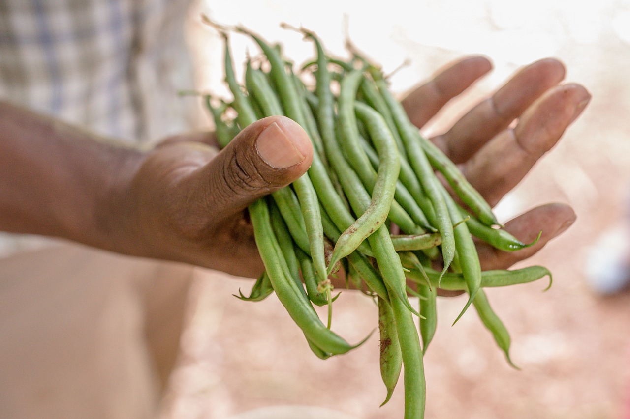 l'art de semer des haricots verts dans votre potager