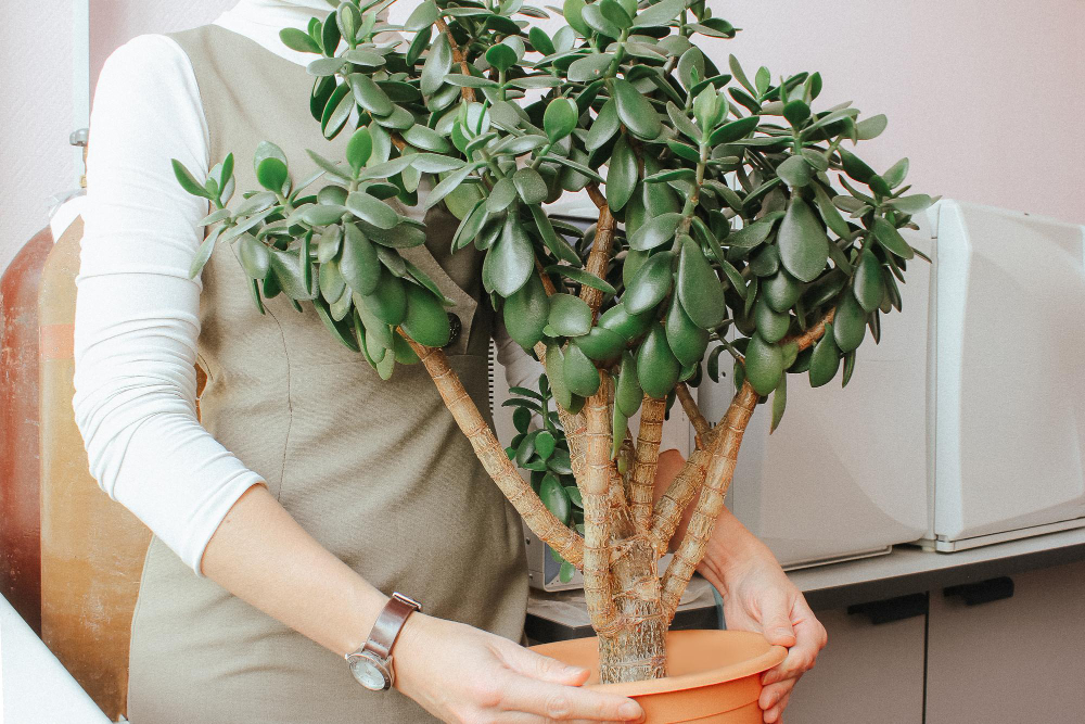 Bien placer l'arbre de jade dans la maison pour favoriser son développement