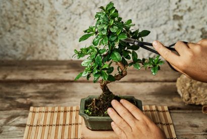 Thumbnail for Où placer l&rsquo;arbre de jade dans la maison pour favoriser son développement