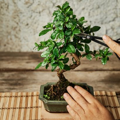 placer l'arbre de jade dans la maison pour favoriser son développement
