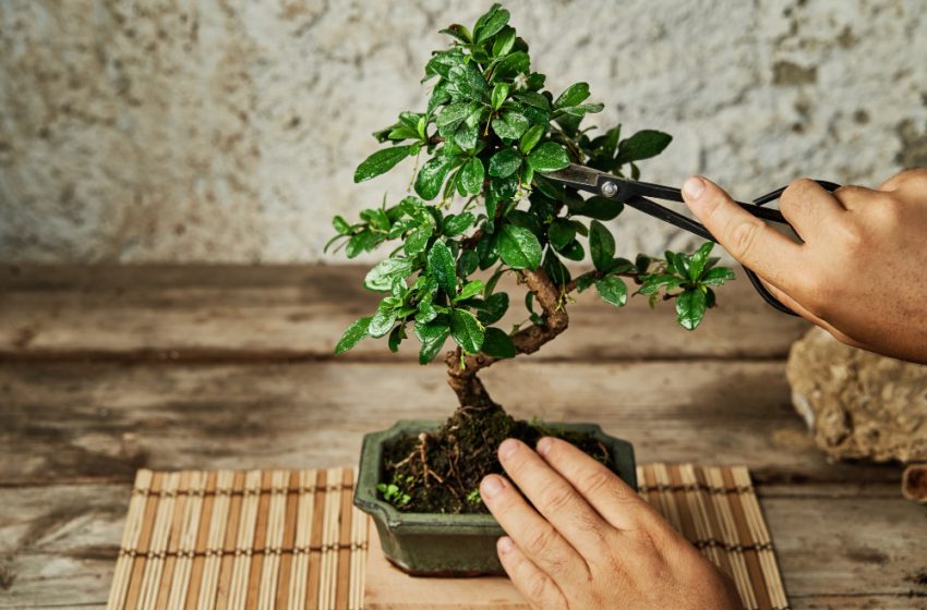 placer l'arbre de jade dans la maison pour favoriser son développement
