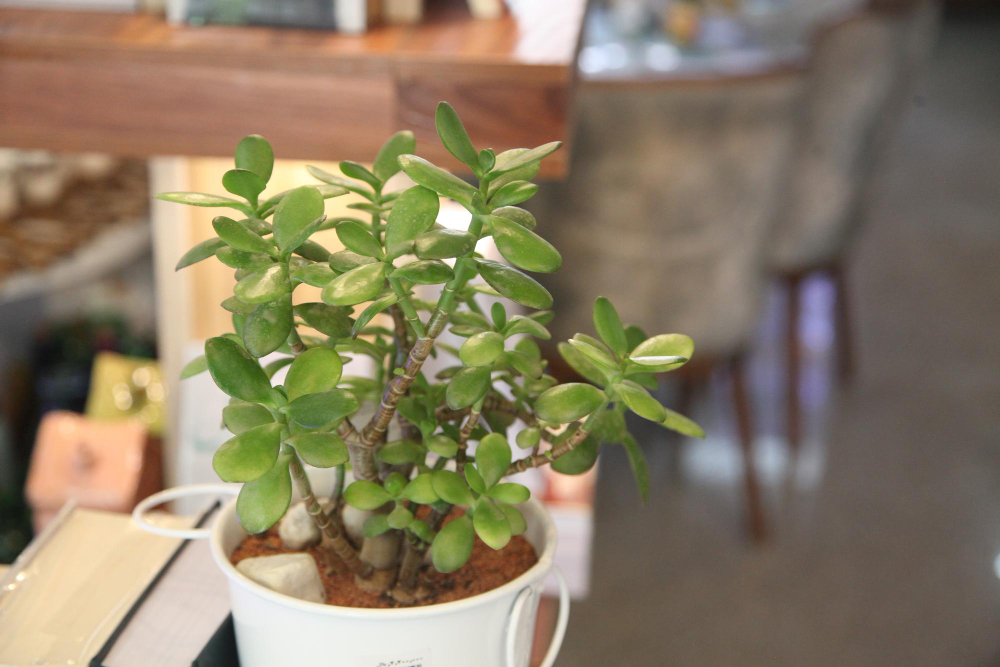 placer l'arbre de jade dans la maison pour son développement